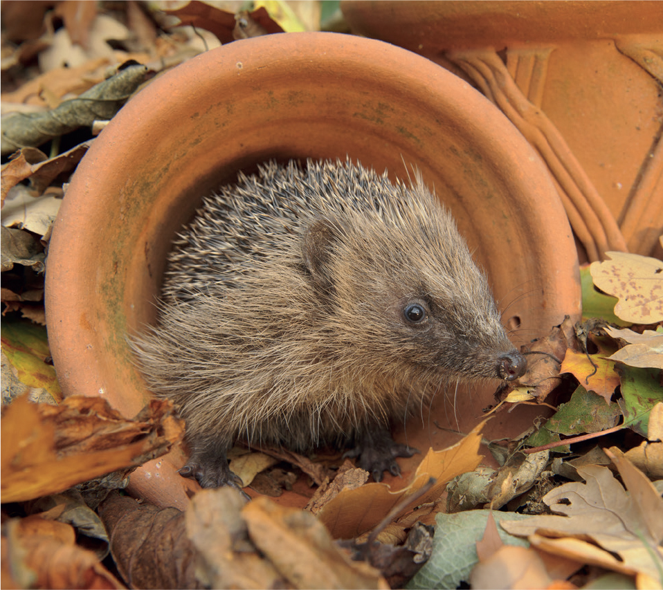 A welcome garden visitor Hedgehogs family tree If there is one thing that - photo 6