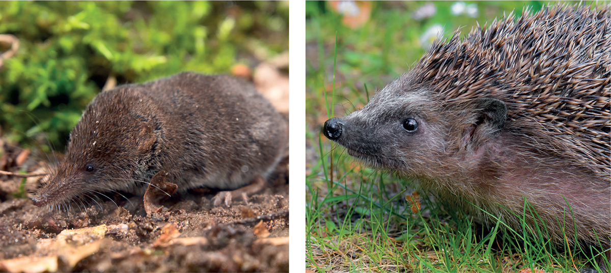 A pointed snout is one clue that shrews left Pygmy Shrew and hedgehogs are - photo 8