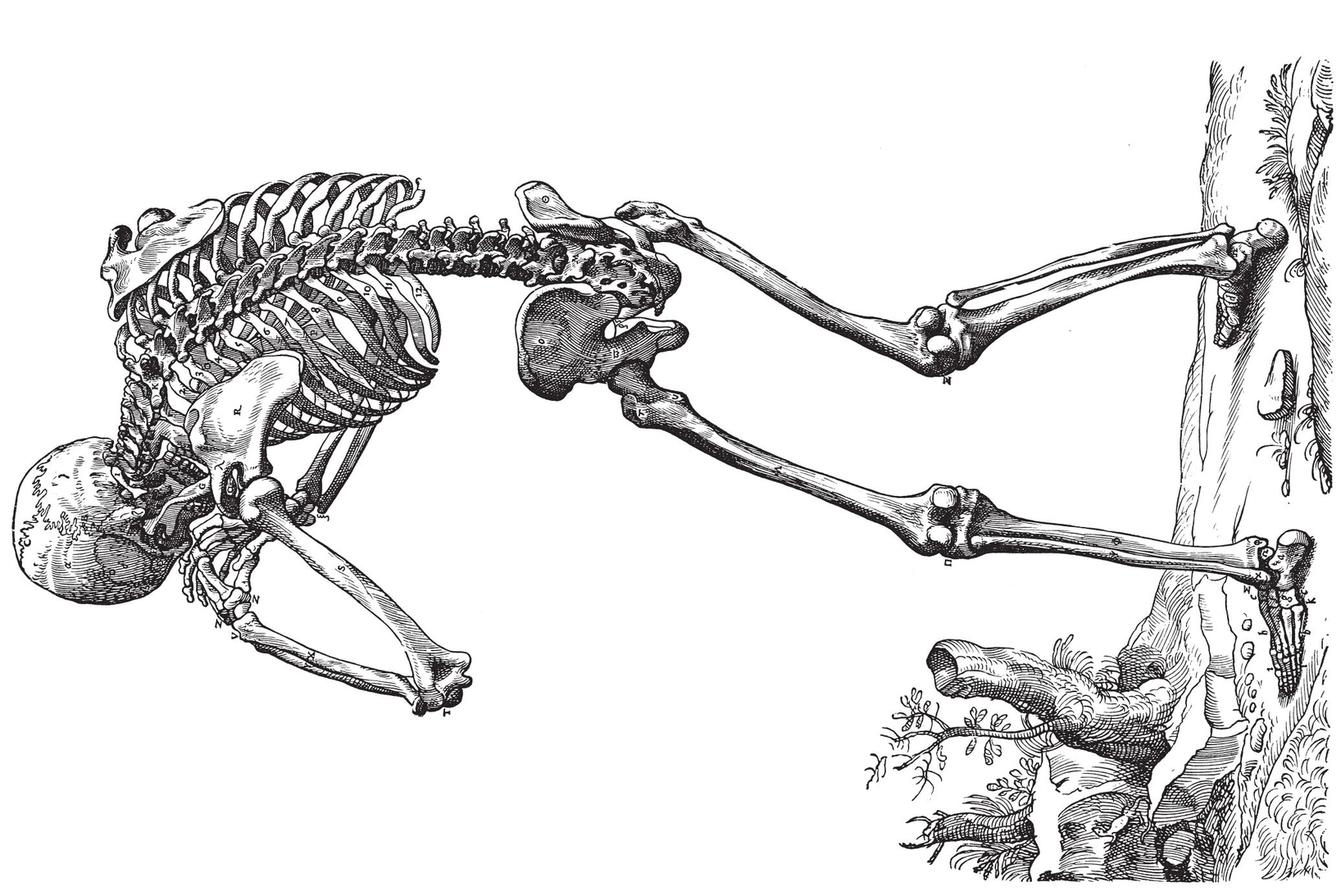 The Skeleton back view The Skeleton front view The Muscles fr - photo 3