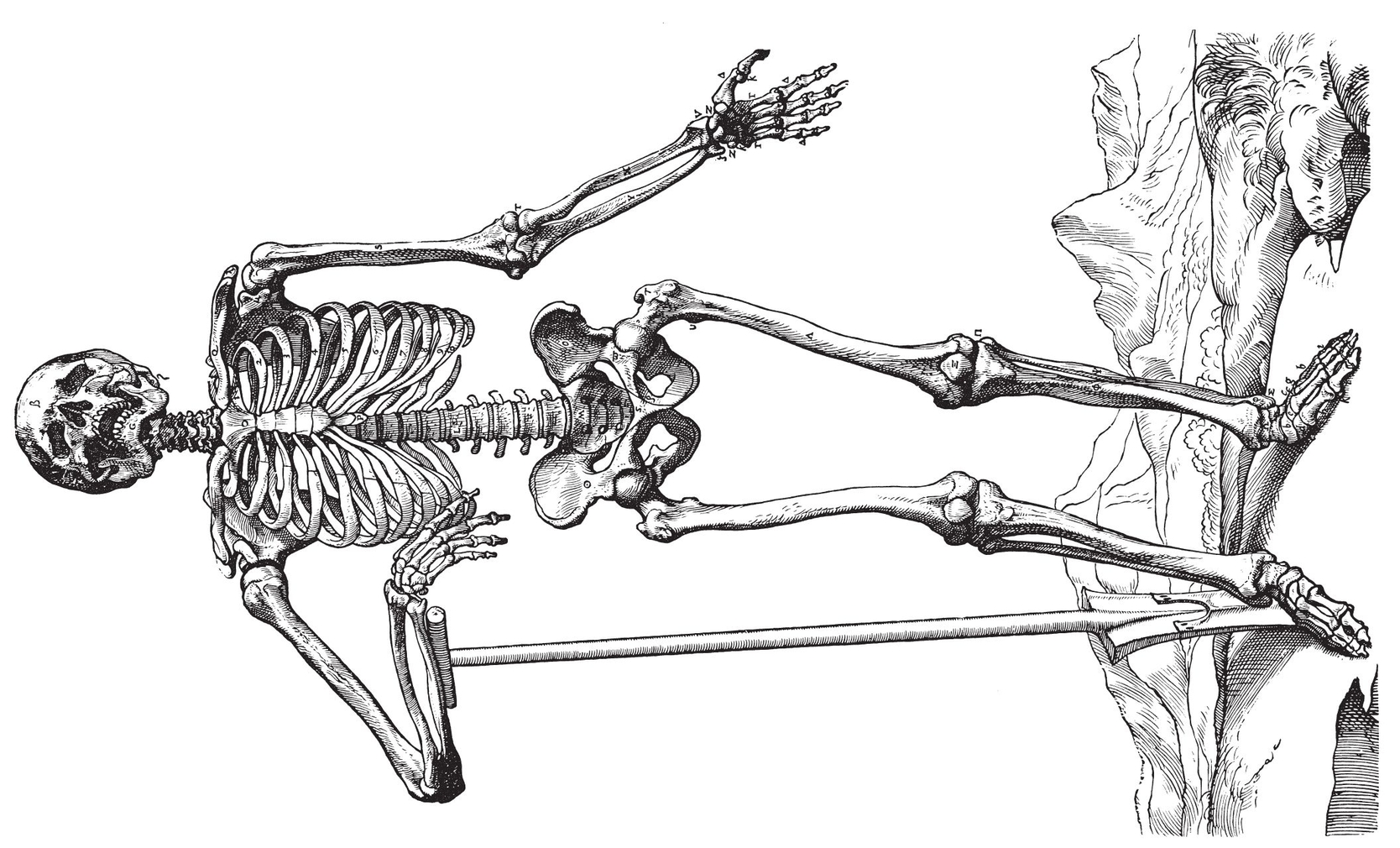 The Skeleton front view The Muscles front view The Muscles fr - photo 4