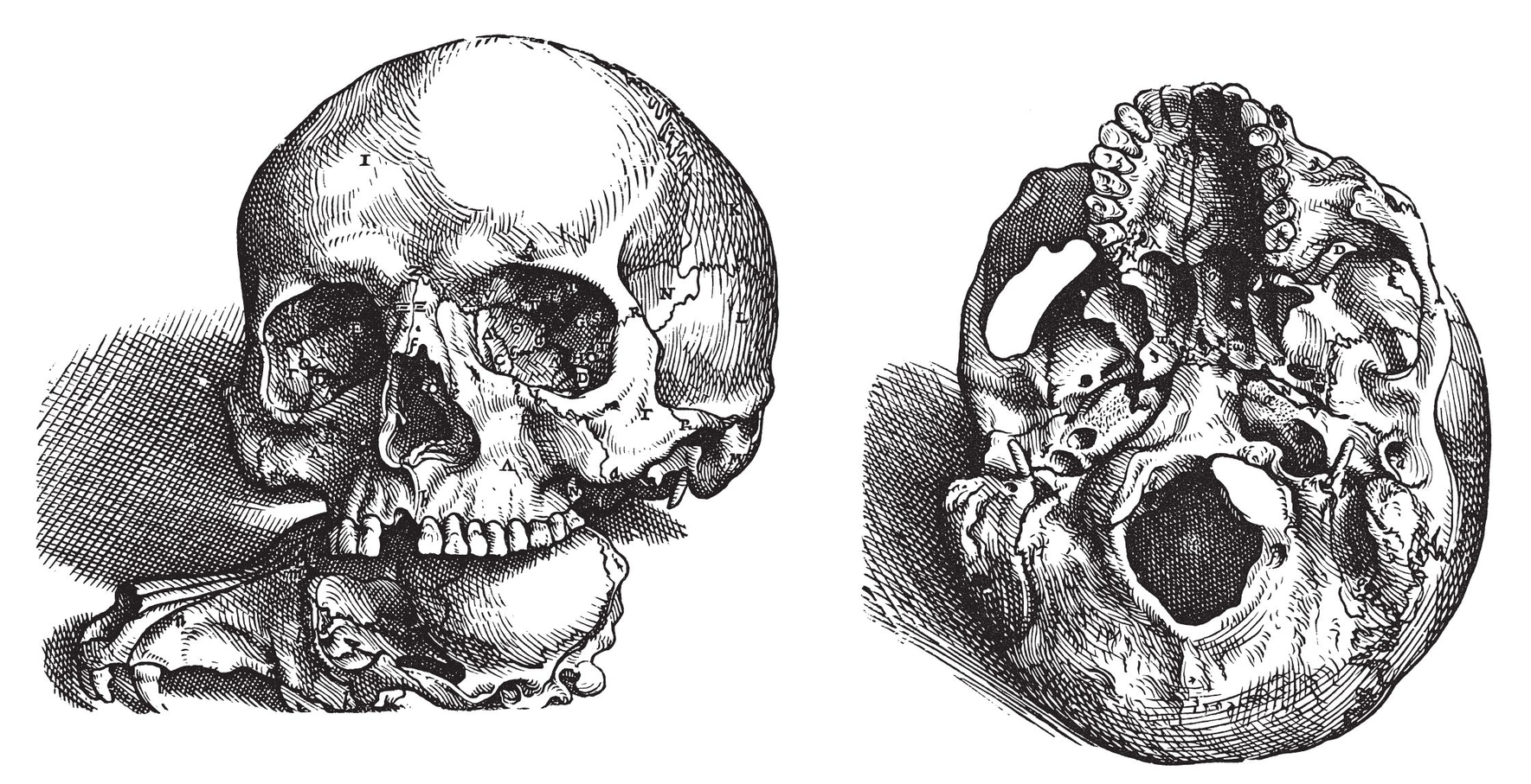 Two Views of the Skull Bones of the Thorax Bones of the Hand - photo 10