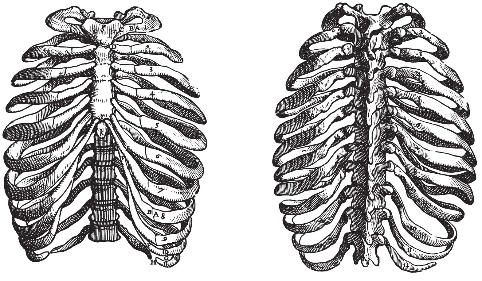 Bones of the Thorax Bones of the Hand The Muscles - photo 11