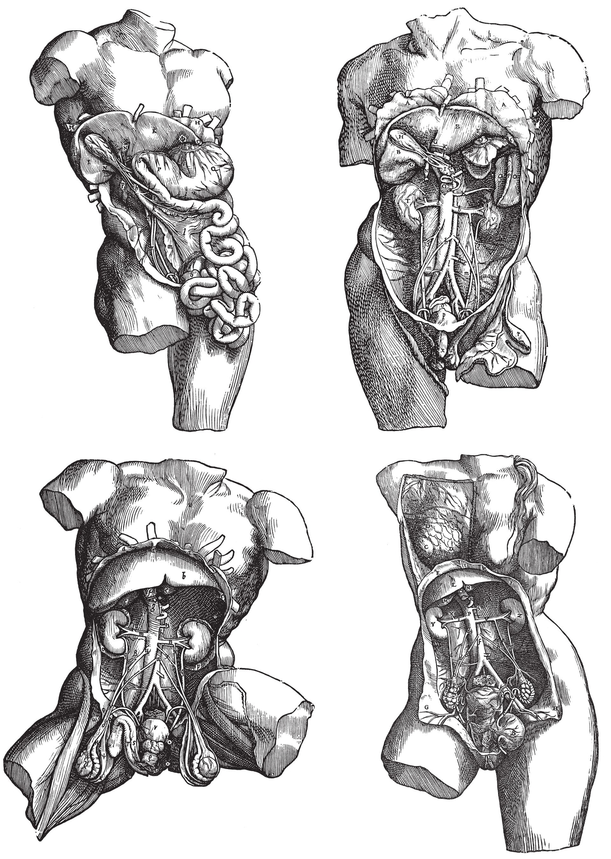 Internal Organs of the Trunk Top left Stomach and esophagus Top right - photo 19