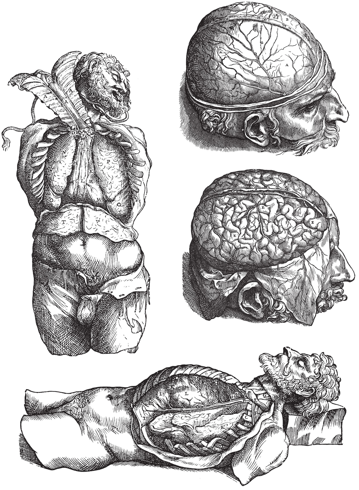 Thoracic Cavity and the Brain The Skeleton Vessels and Nerves - photo 20