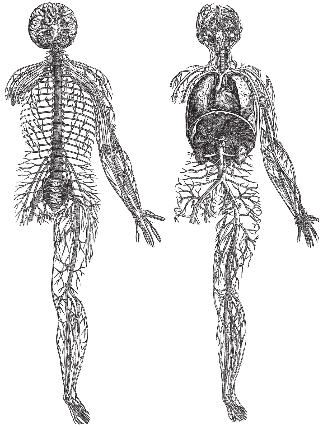 Vessels and Nerves The Skeleton front view The Skeleton side vi - photo 22