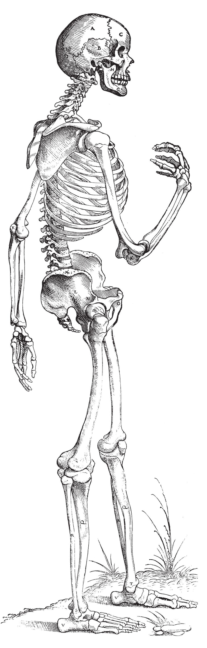 The Skeleton side view Male and Female Nudes ALBINUS - photo 24