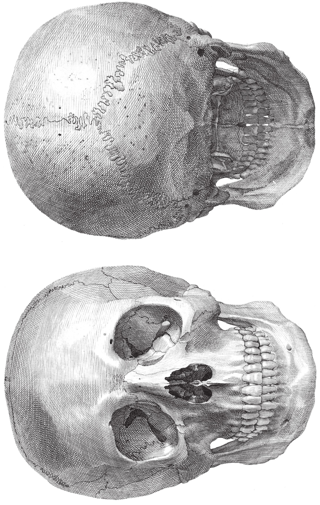 The Skull front and back views Cervical Vertebrae The Skull sid - photo 28