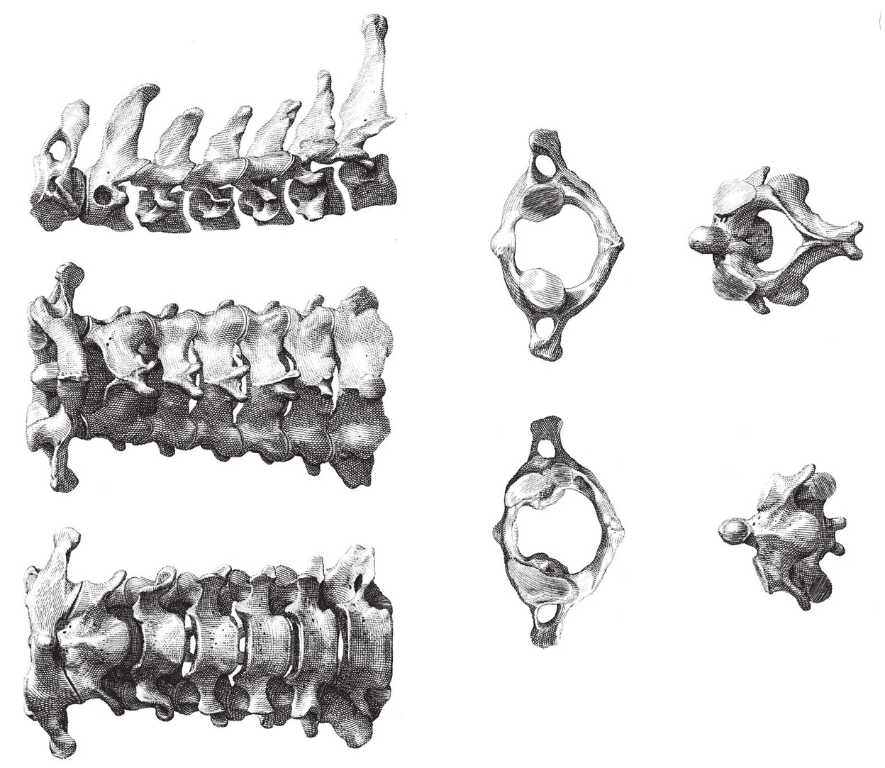 Cervical Vertebrae The Skull side view The Outermost Order of M - photo 29