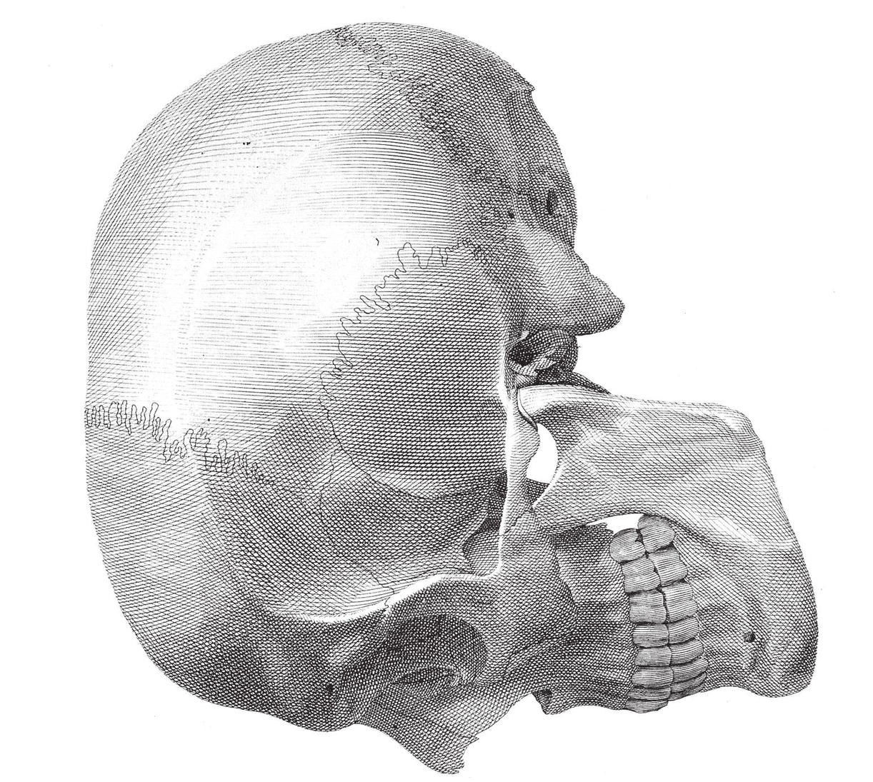 The Skull side view The Outermost Order of Muscles front view T - photo 30