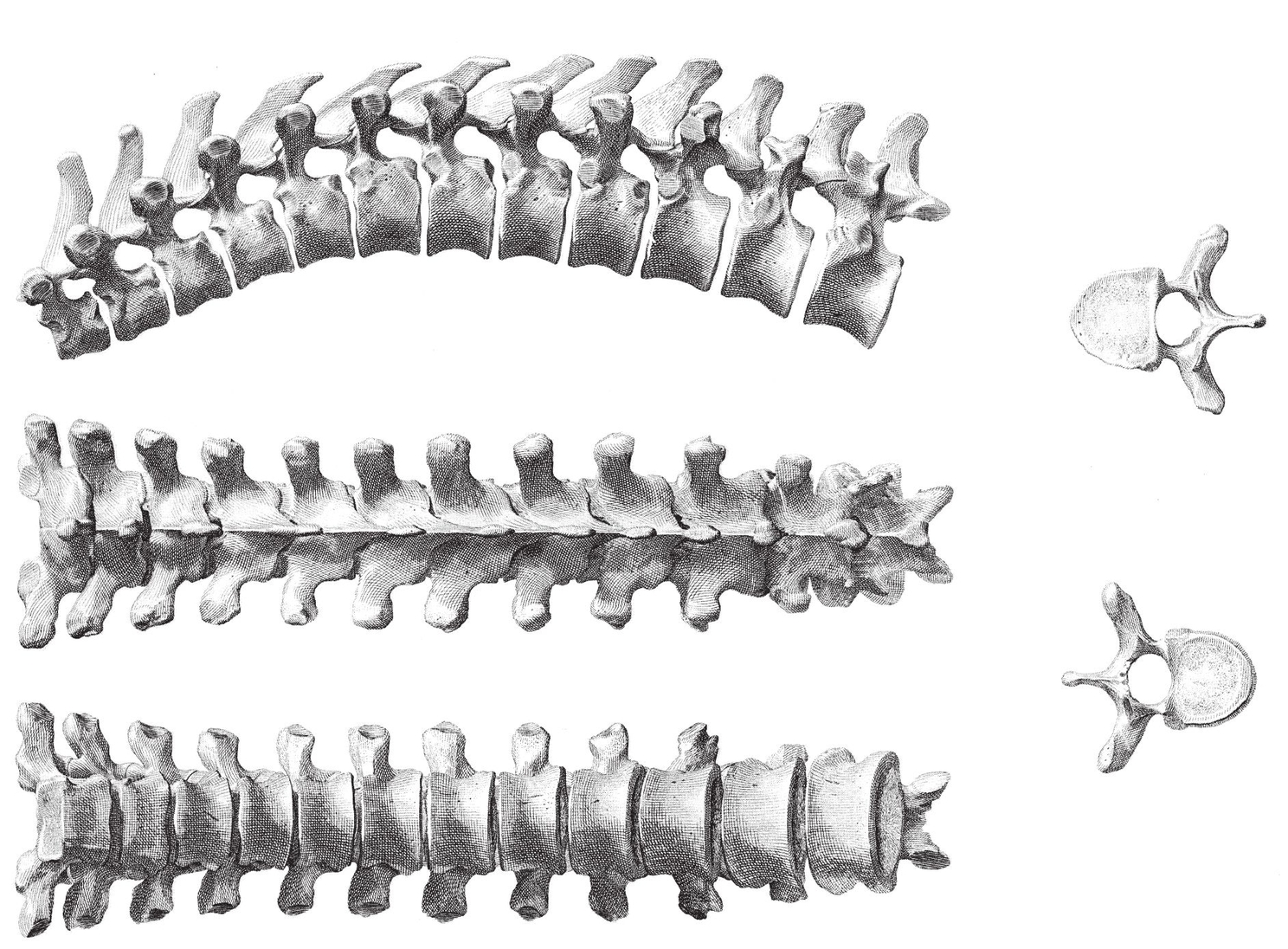 The Vectebral ColumnThoracic Vectebrae The Rib Cage side view T - photo 34