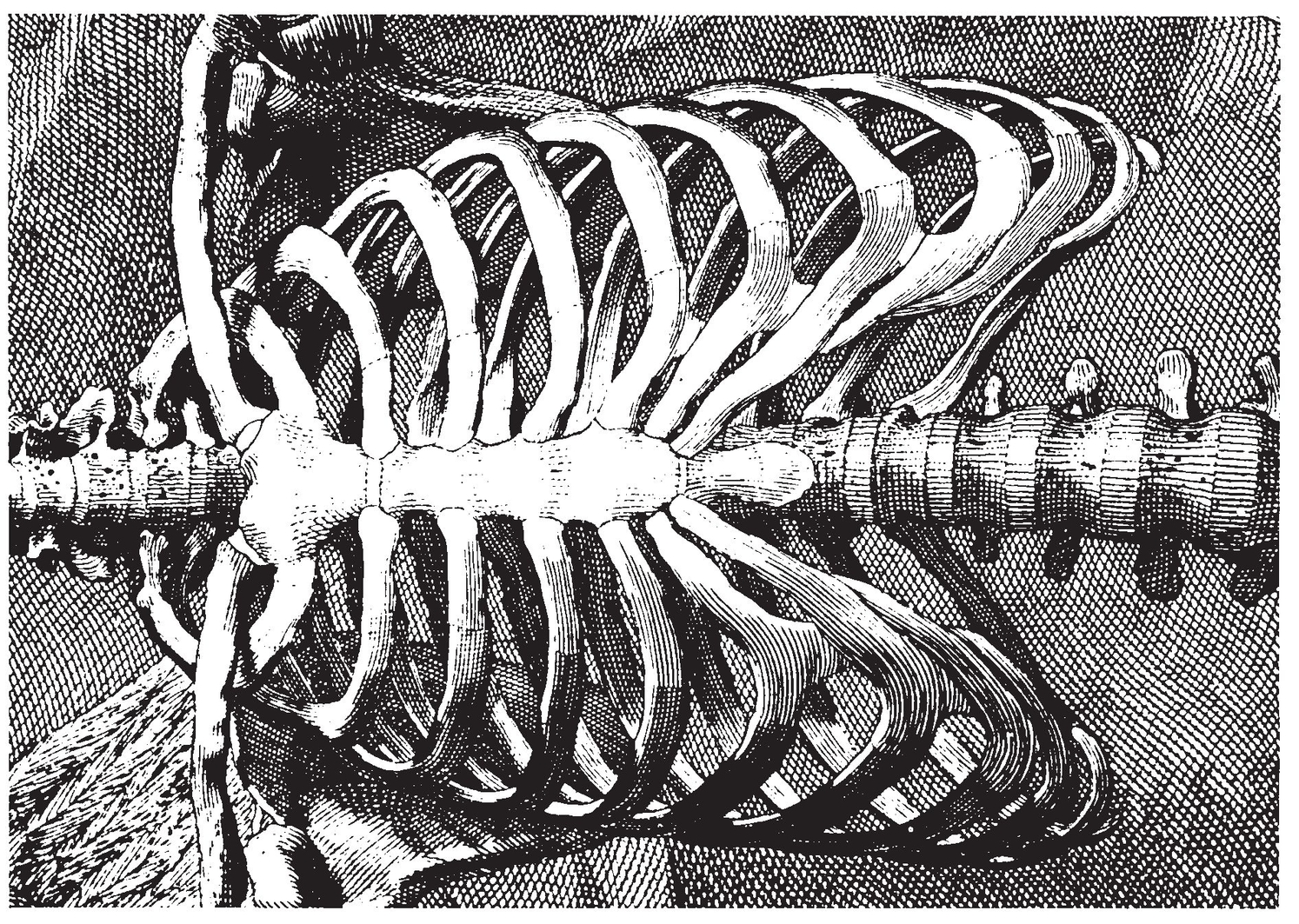 The Rib Cage front view The Second Order of Muscles front view - photo 36