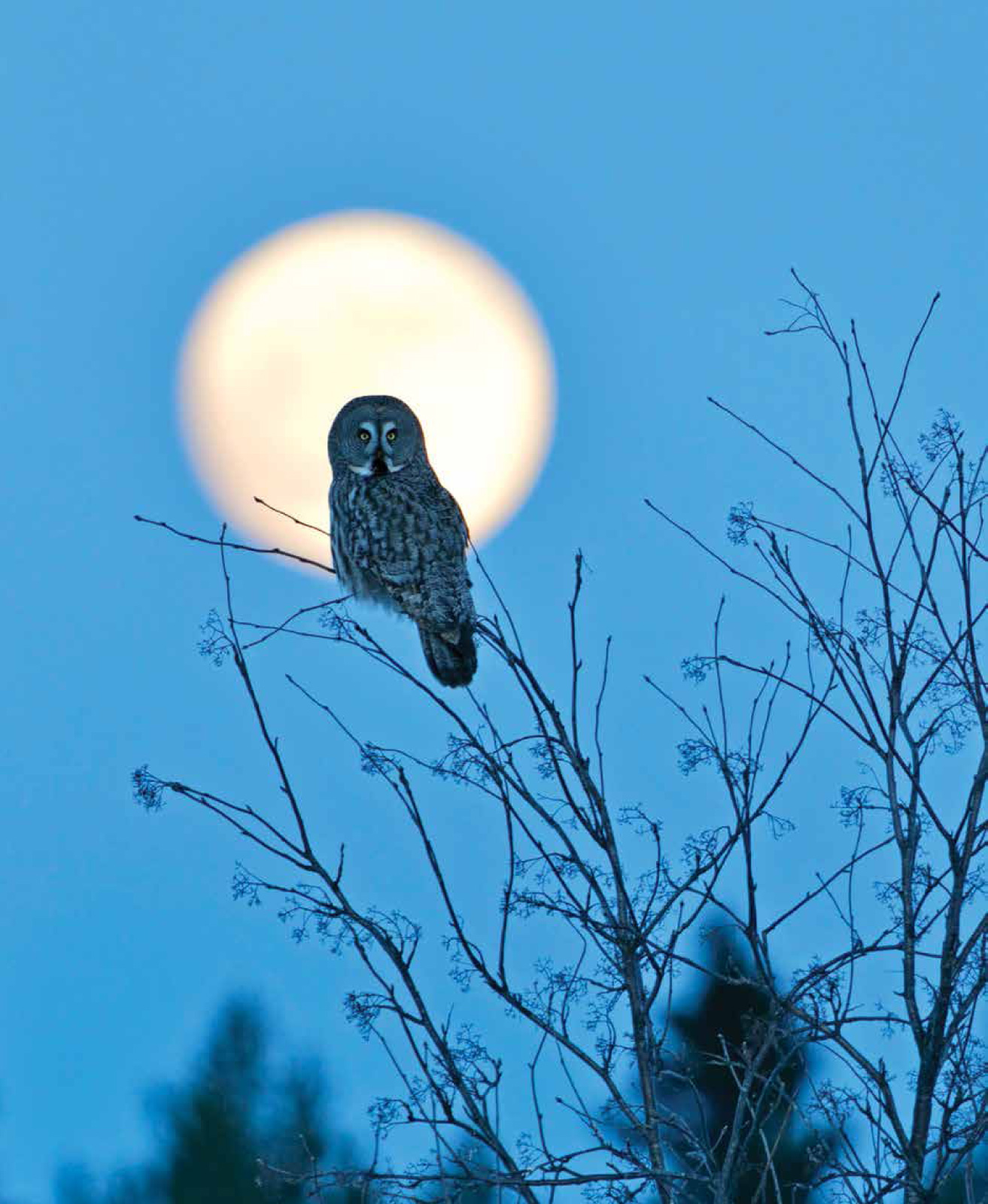 A Parliament of Owls - photo 2