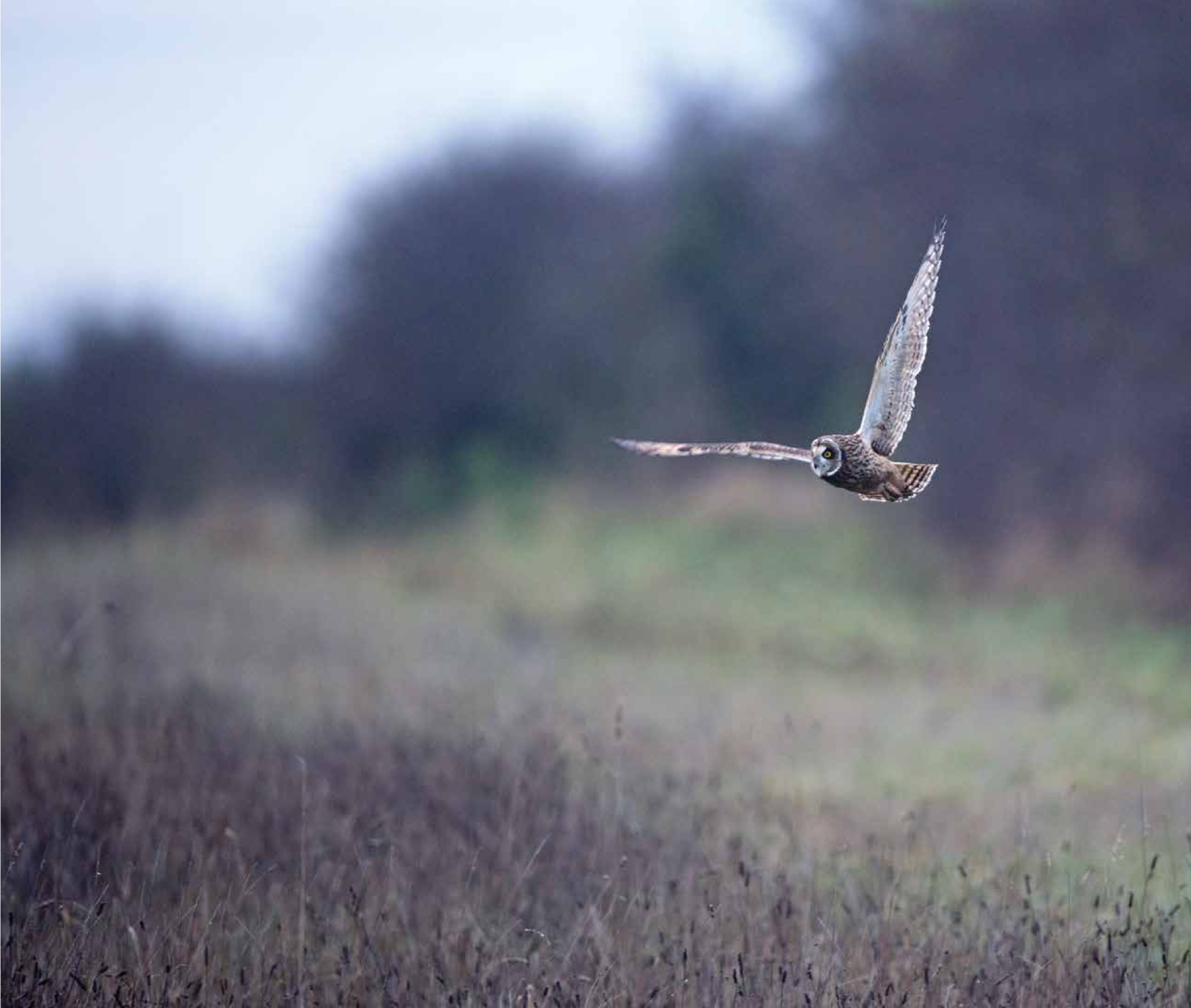 A Parliament of Owls - photo 3