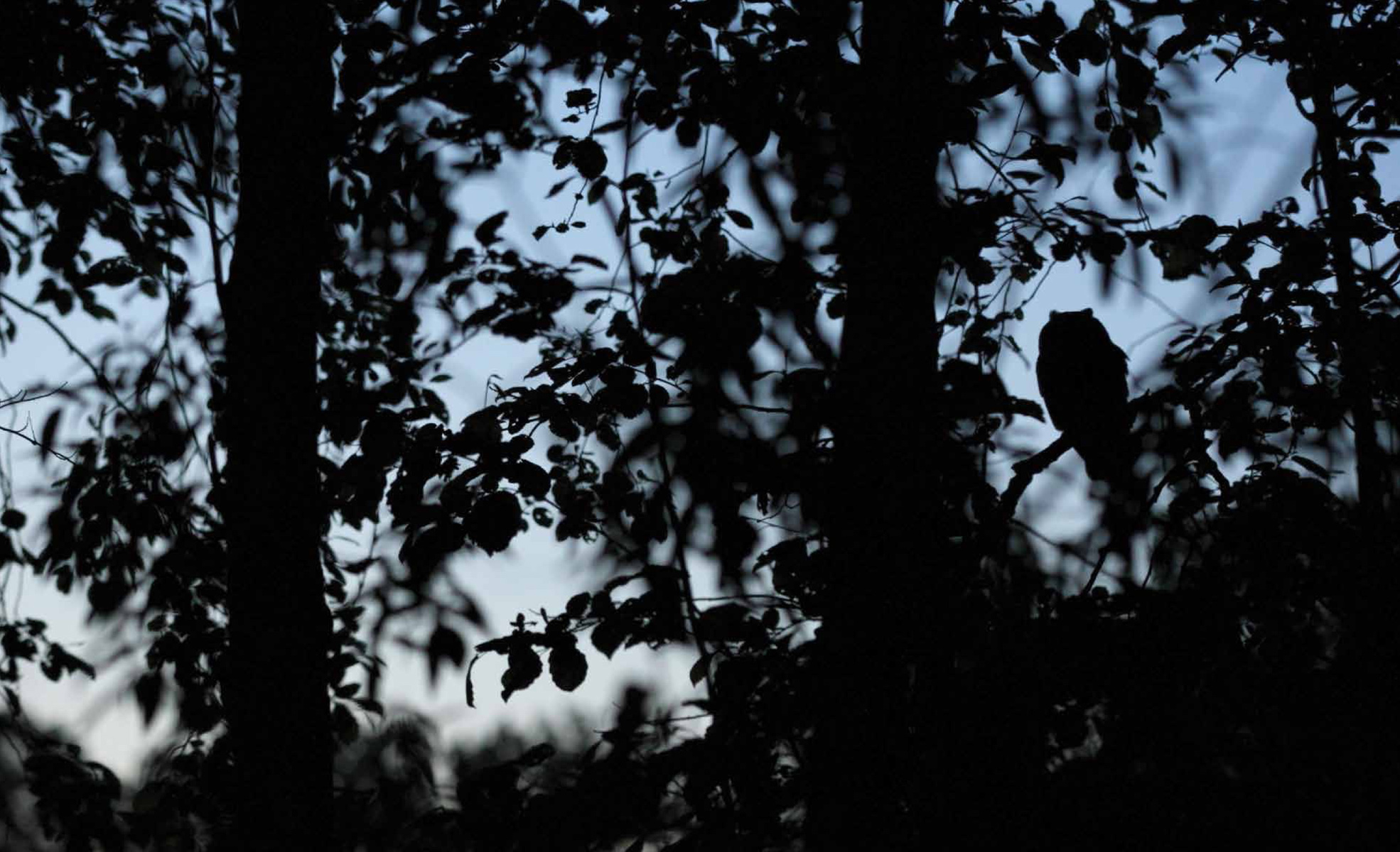 CONTENTS A Barn Owl captured in a seemingly angelic pos - photo 6