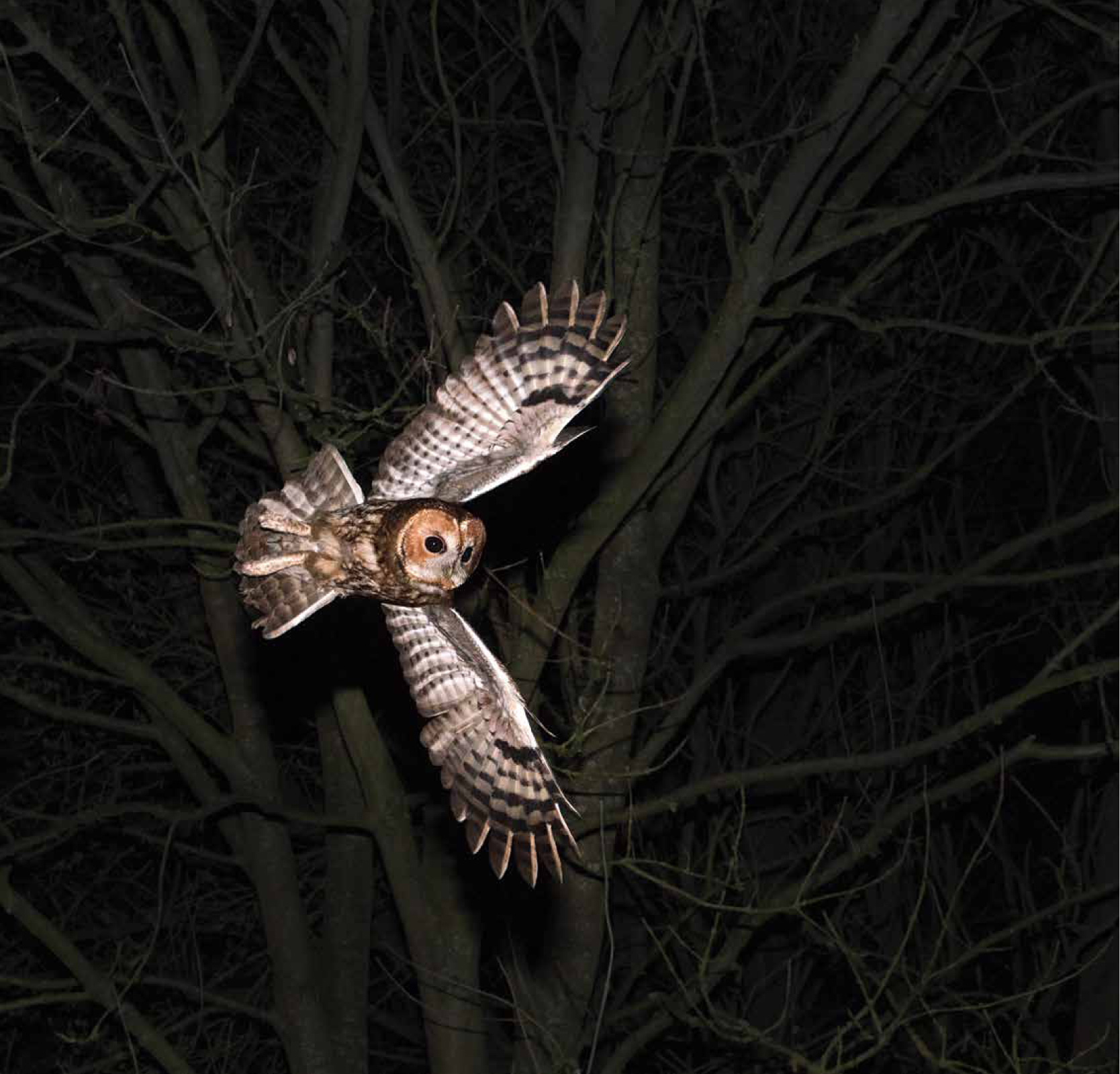 CONTENTS A Barn Owl captured in a seemingly angelic pose as it approaches - photo 7