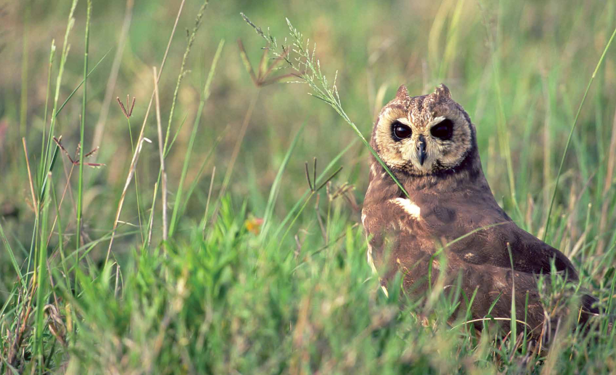 A Barn Owl captured in a seemingly angelic pose as it approaches the nest - photo 8