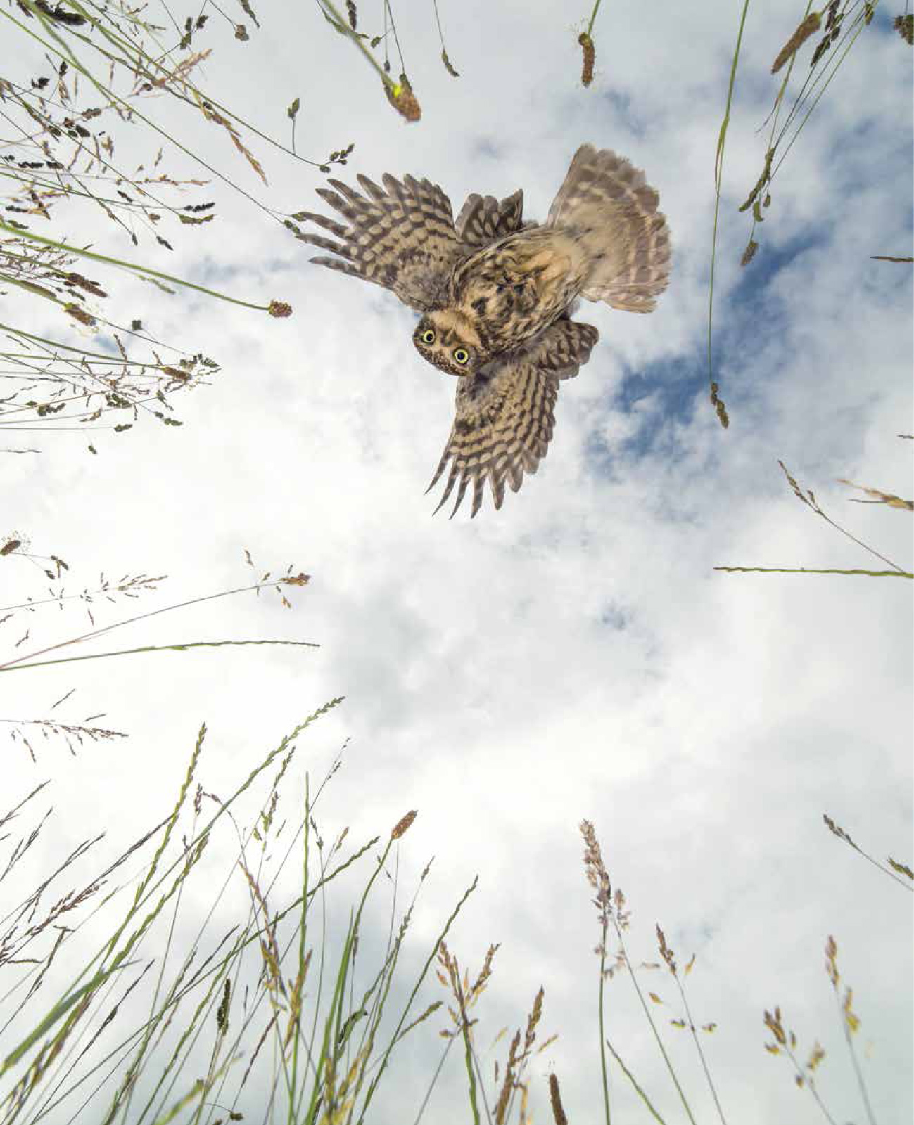 A Little Owl may look cute to the human observer but to a mouse in the grass - photo 10