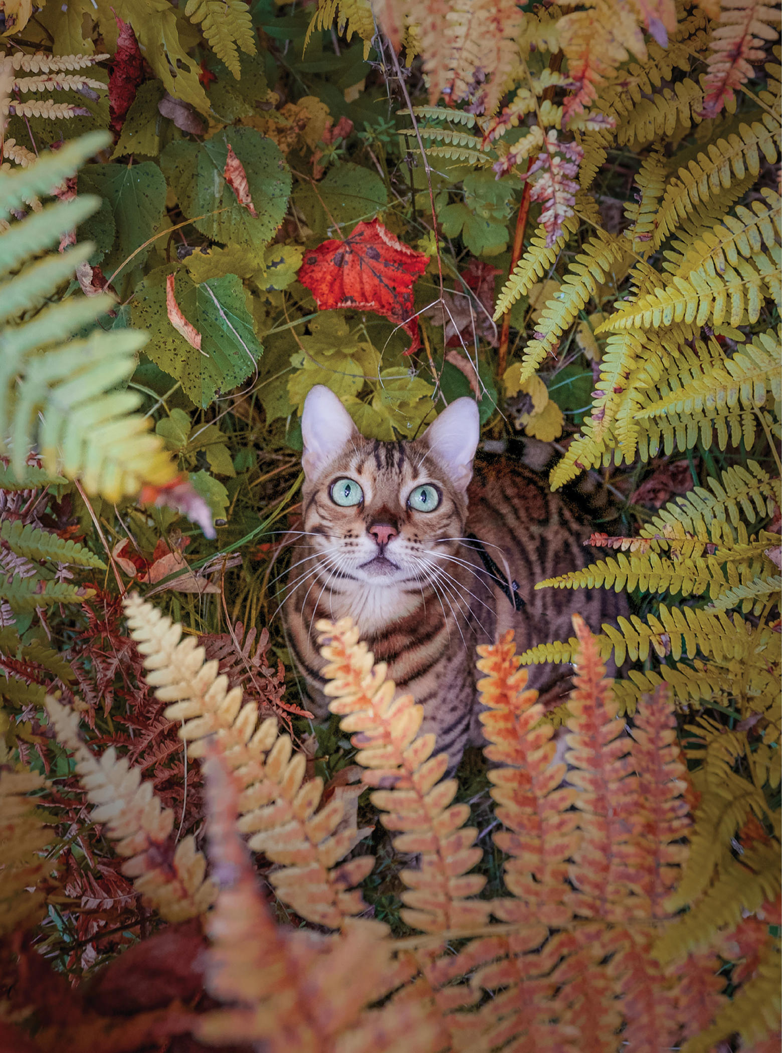 Hello My name is Suki and Im a three-year-old Bengal cat I live with my - photo 3