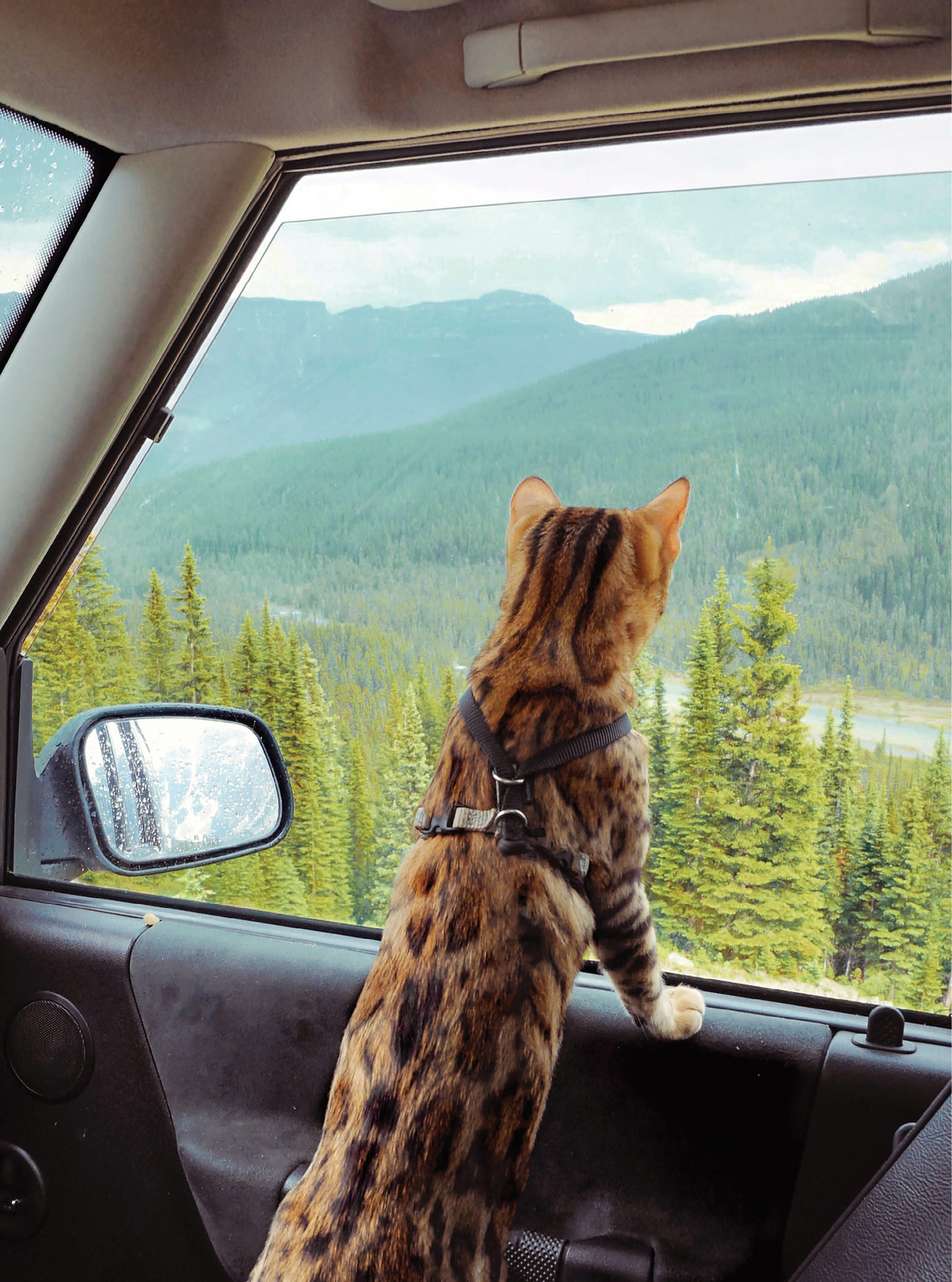 A cat needs to look beyond their own window and get outside to truly see - photo 4