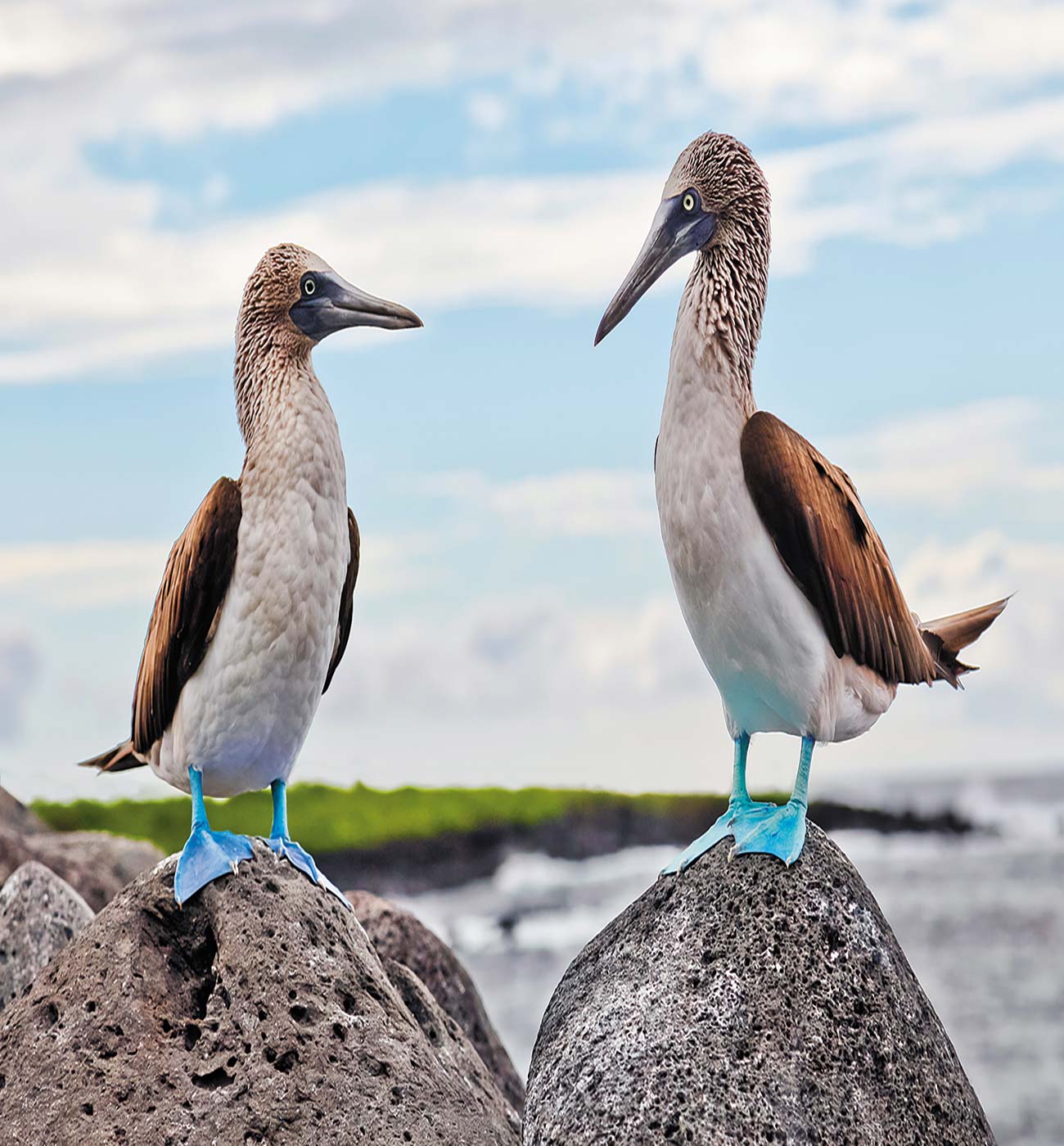 blue-footed boobies on the Galpagos sword-billed hummingbird The people are - photo 10