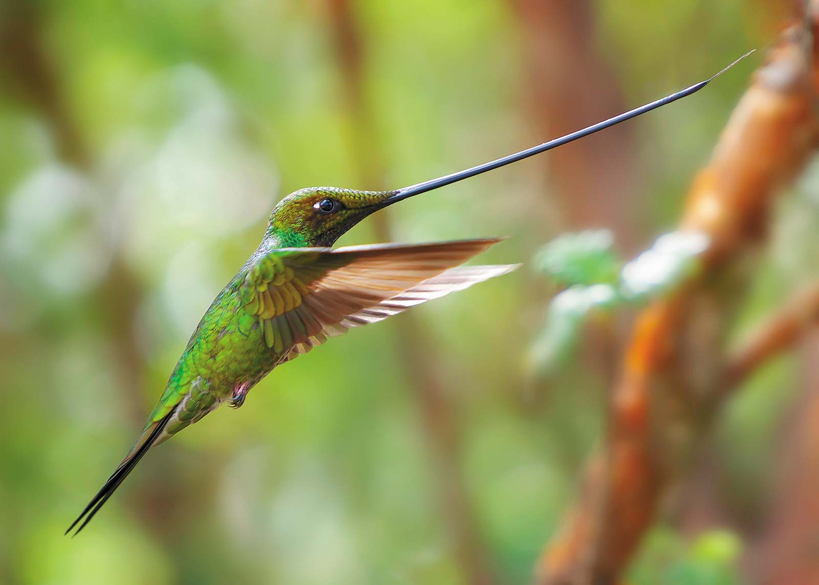 sword-billed hummingbird The people are as varied as the landscape The Amazon - photo 11