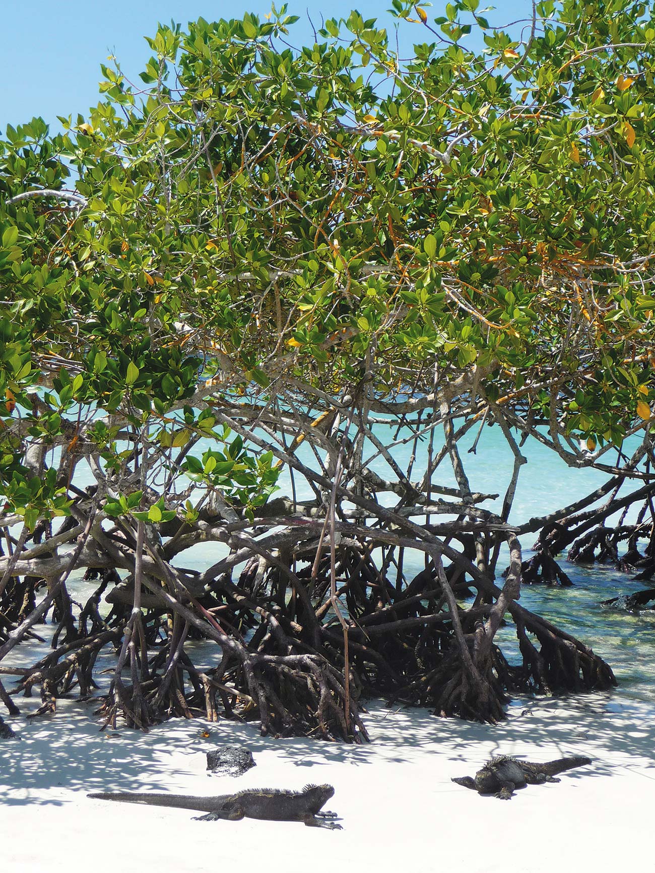 marine iguanas in Tortuga Bay on Santa Cruz island Hike and Bike the - photo 14