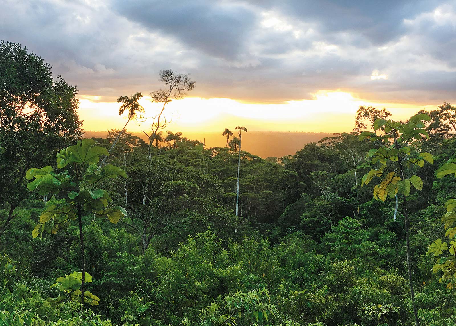 Wake Up at an Amazon Jungle Lodge Experience natures impressive orchestration - photo 17