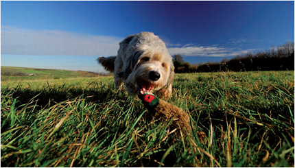 Dogs love being successful Teaching them to work over obstacles find hidden - photo 4