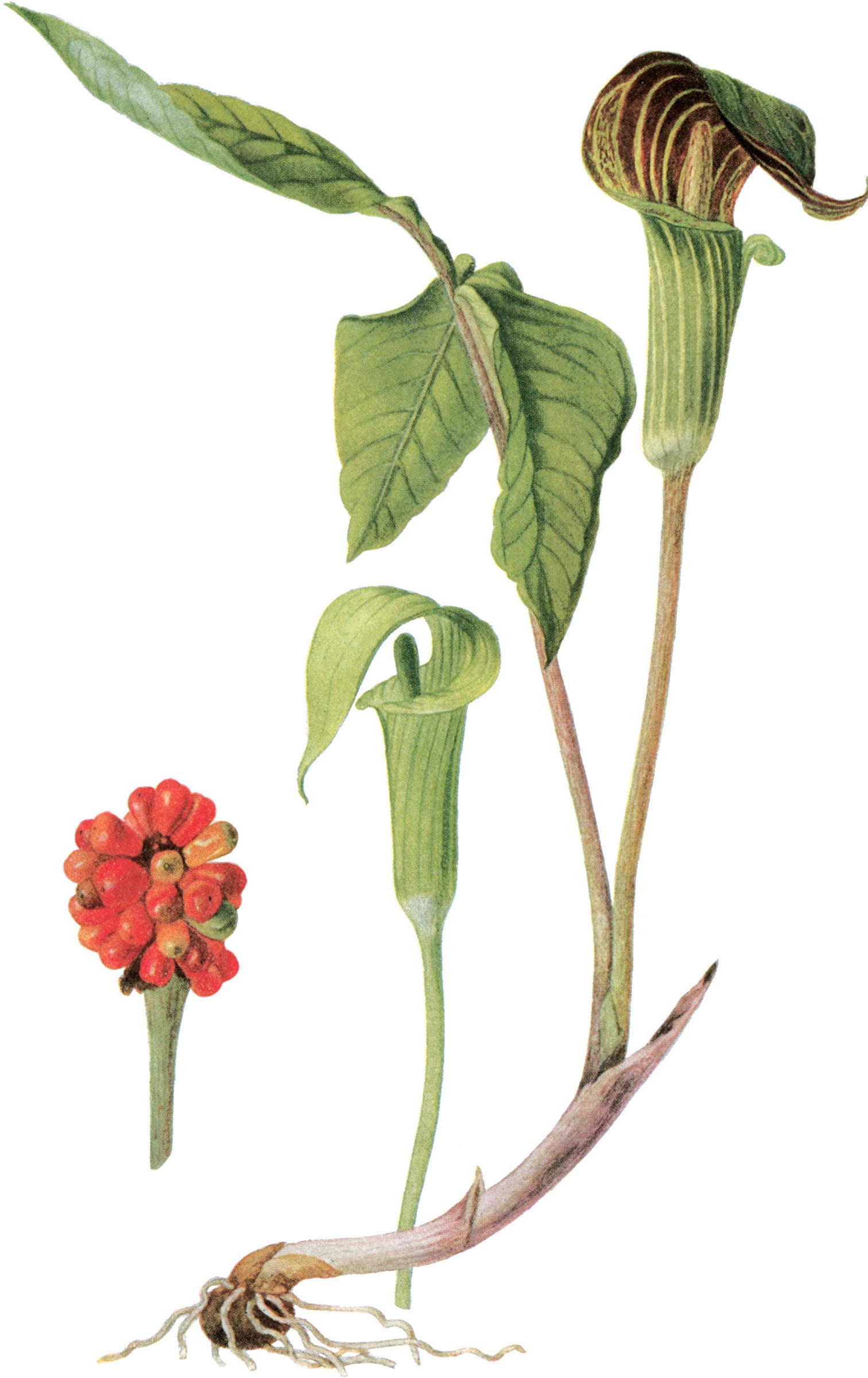 JACK-IN-THE-PULPIT Arisaema triphyllum L Torr ARUM FAMILY PLATE 9 - photo 18