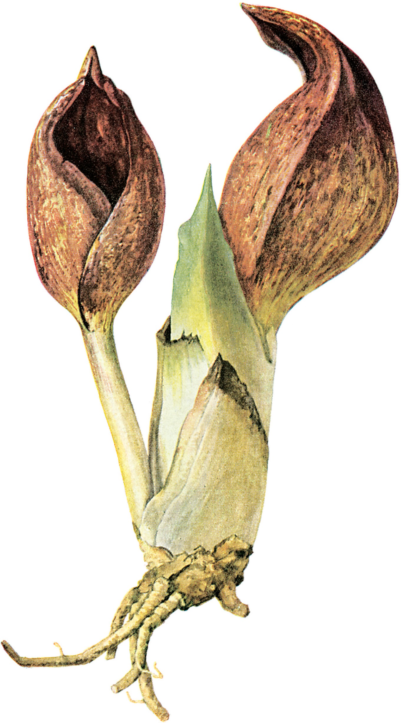 SKUNK CABBAGE Spathyema foetida L Raf ARUM FAMILY PLATE 10 SWEETFLAG - photo 19