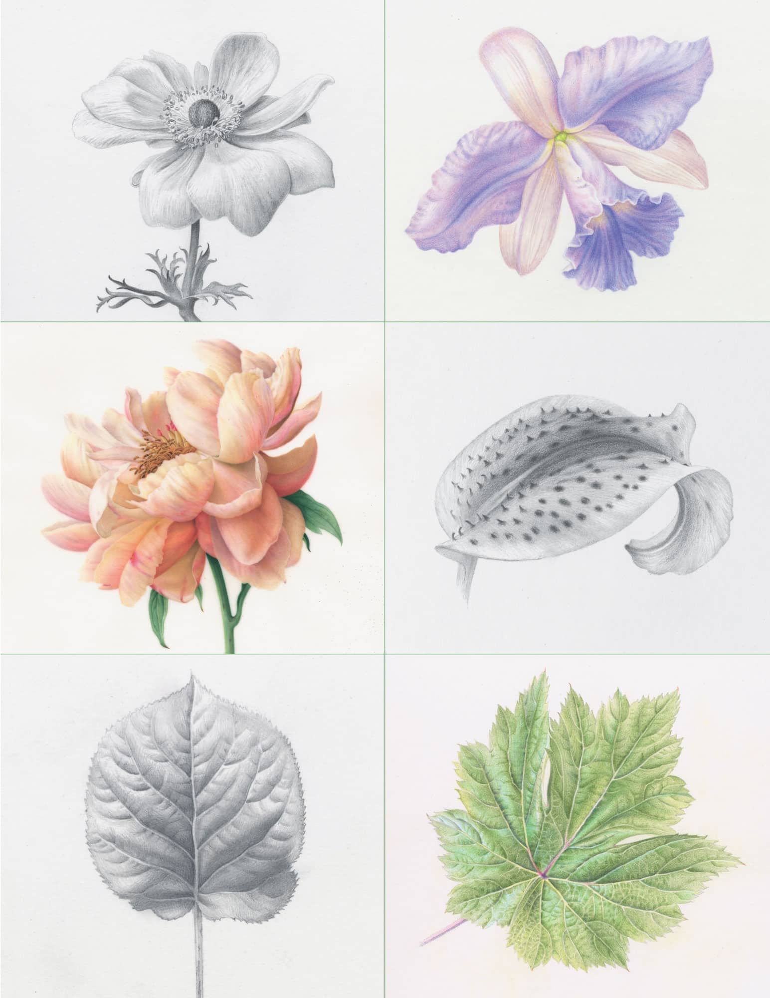 Introduction In botanical art were enhancing what we see in the specimen - photo 4