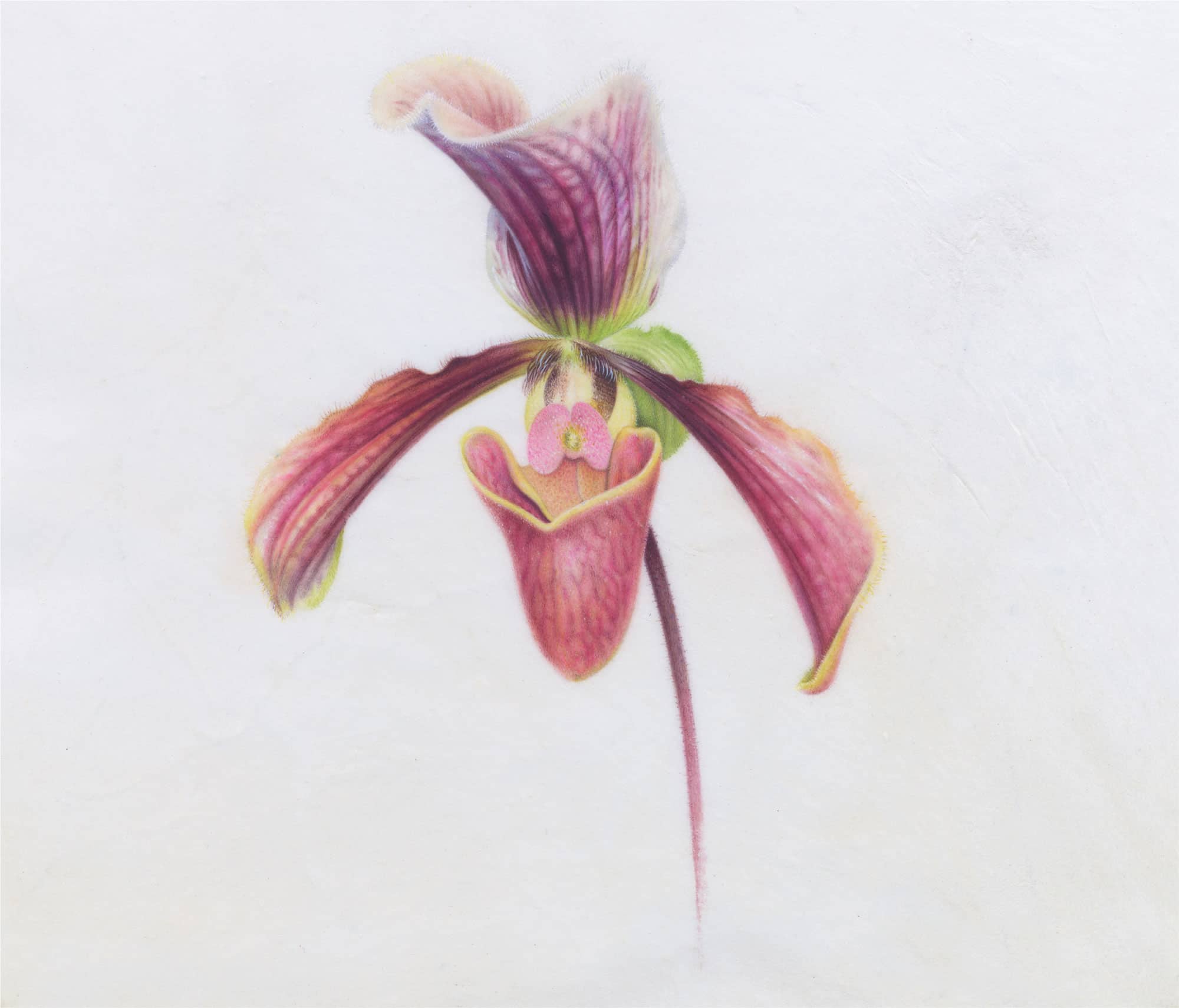 Slipper Orchid Cypripedium reginae watercolor on vellum 7 7 178 cm 178 cm - photo 8