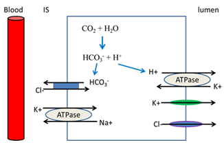 Figure Mechanism of HCl secretion Exposure of the food bolus to HCl starts - photo 6