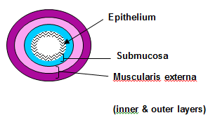 Figure Tissue layers of the gastrointestinal tract The lumen of the - photo 2