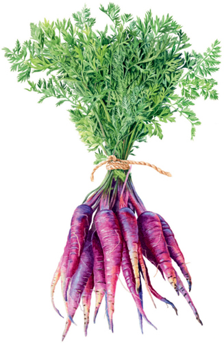 Purple carrots Daucus carota NEW IDEAS IN BOTANICAL PAINTING - photo 2