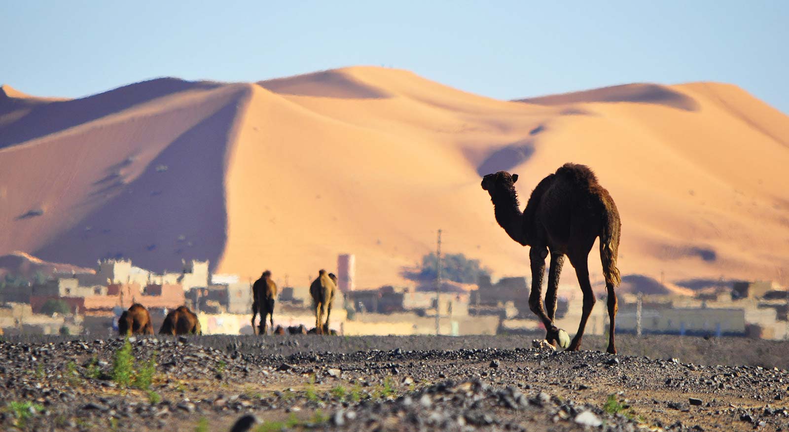 camel near Erg Chigaga Feeling the real pulse of Marrakesh every - photo 9