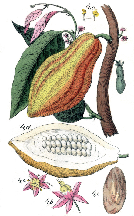 Theobroma Cacao Cacao versus cocoa Cacao and cocoa both come from the - photo 4