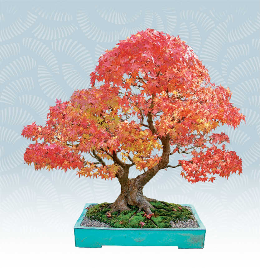 The BONSAI Bible Peter Chan The definitive guide to choosing and growing - photo 1