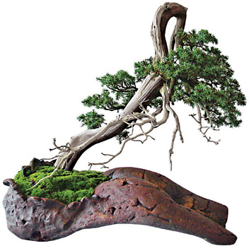 Common juniper is ideal for training in the driftwood style Although the art - photo 2