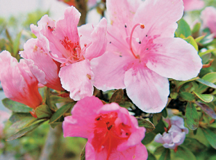 Nothing could be more stunning than a satsuki azalea bonsai in bloom There are - photo 3