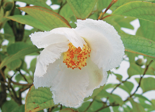 In mid-summer stewartia bonsai produce delicate cup-shaped flowers which - photo 4