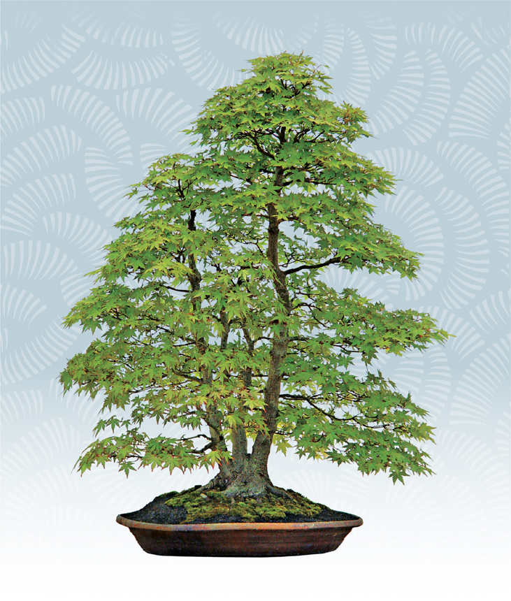 All about BONSAI What is a bonsai Most people are familiar with a bonsais - photo 5