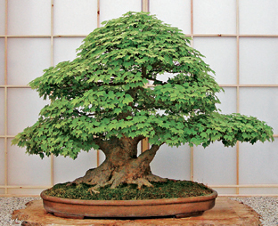 This trident maple has been trained in the Japanese style which is usually - photo 7