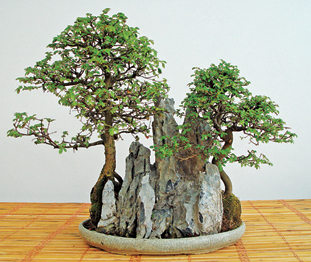 These Chinese elms make a good example of Chinese bonsai style They have been - photo 8