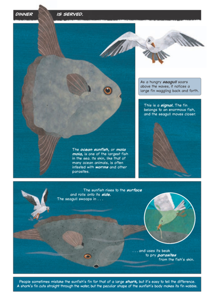 DINNER IS SERVED The ocean sunfish or mola mola is one of the largest - photo 9