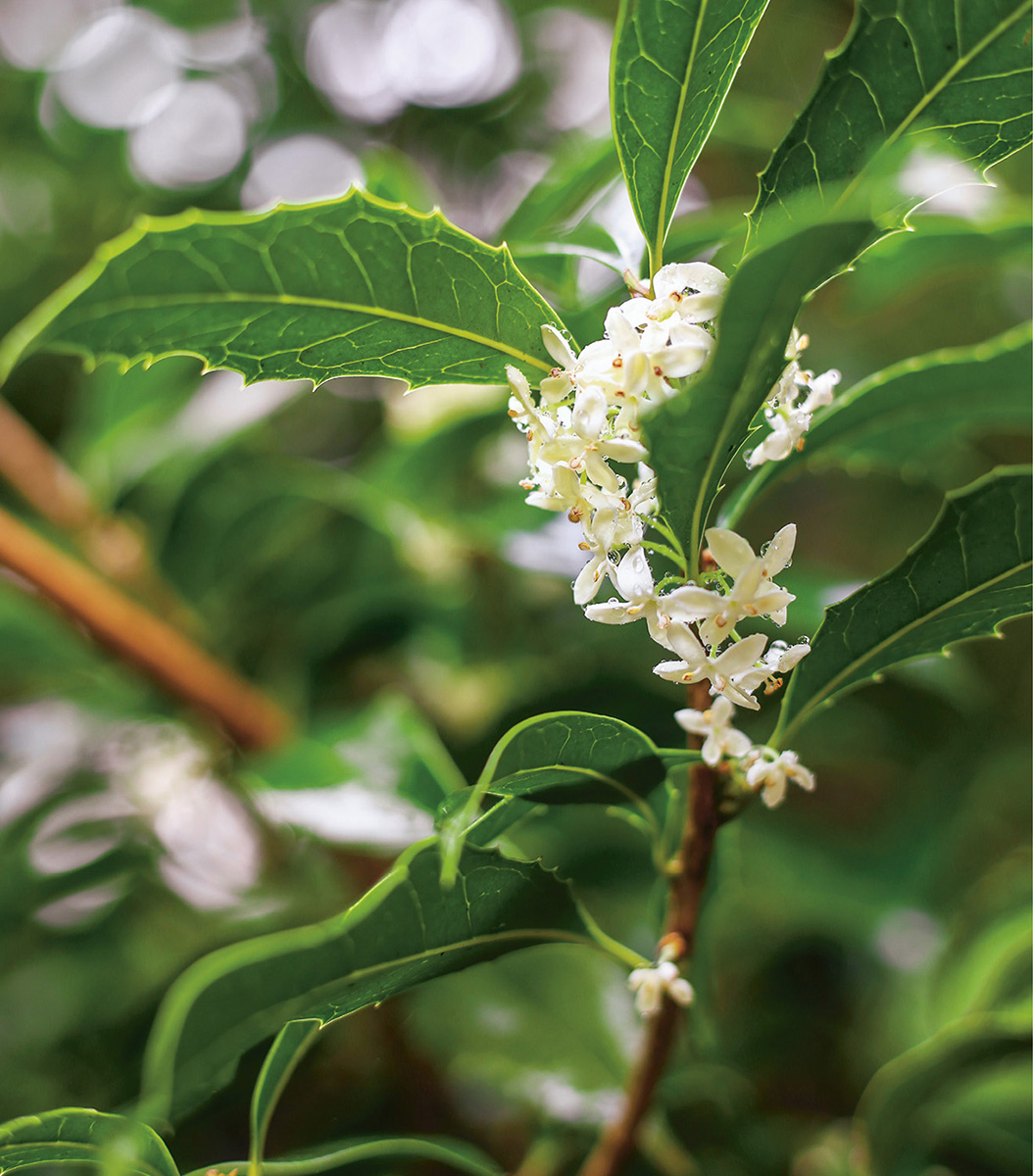 Fragrant osmanthus flowers are a traditional way to scent some teas Grow - photo 2