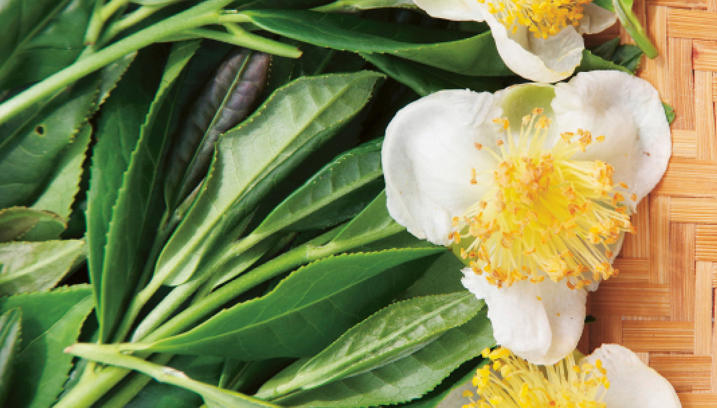 This Camellia Forest tea with flowers is ready to infuse Contents - photo 4