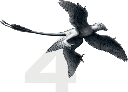 Aerodynamic dinosaurs this Early Cretaceous theropod had four wings and long - photo 8