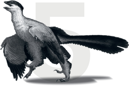 The earliest bird A Late Jurassic theropod with flight feathers This - photo 9