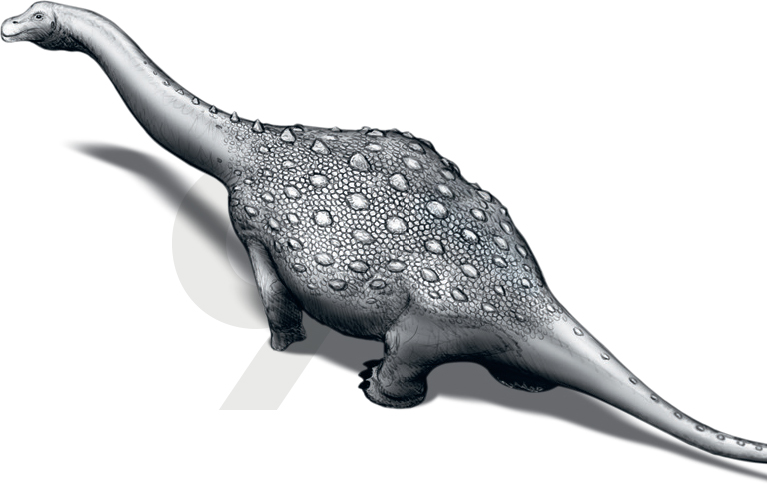 This Late Cretaceous sauropod was the first to show fossilized evidence of - photo 13